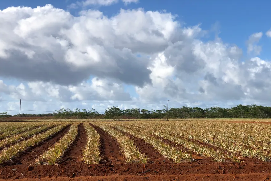 Dole Plantation