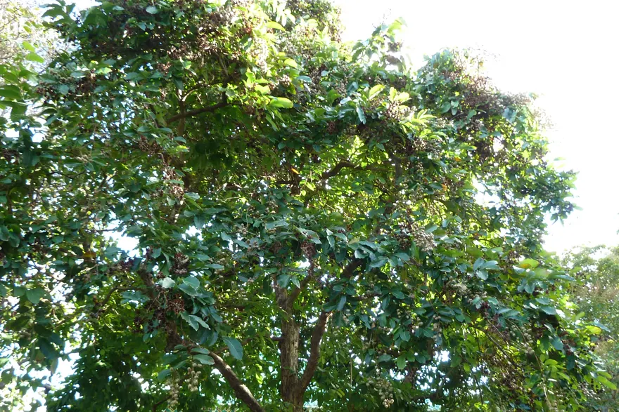 Foster Botanical Garden