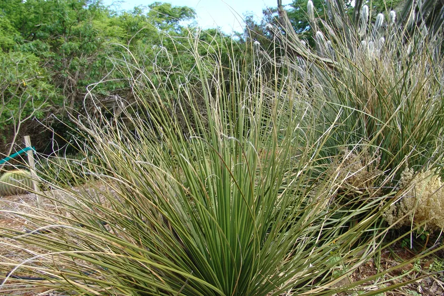 Koko Crater Botanical Garden