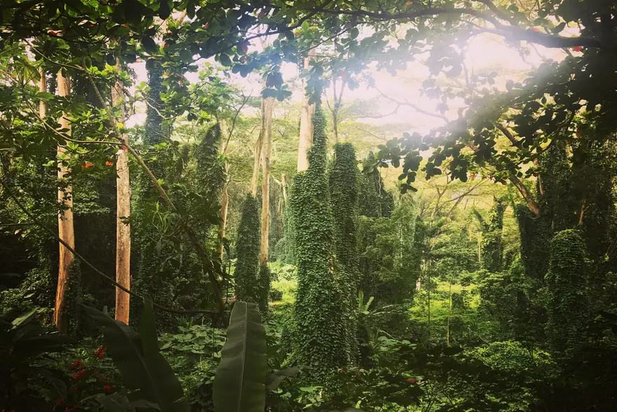 Manoa Falls